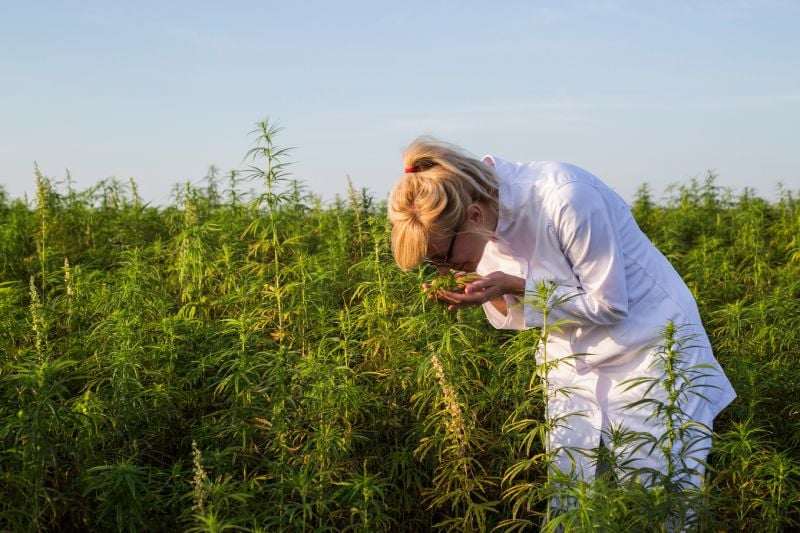 The Best Way To Address Cannabis Smell Complaints The Best Way To Address Cannabis Smell Complaints